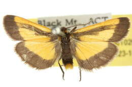 Image of Phenacomorpha Turner 1940