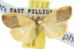 Image of Threnosia heminephes Meyrick 1886