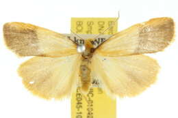 Image of Threnosia heminephes Meyrick 1886
