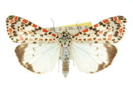 Image of <i>Utetheisa pectinata</i>