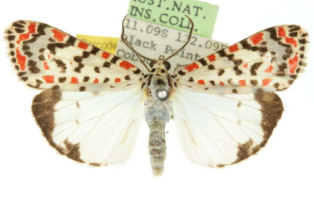 Image of <i>Utetheisa pectinata</i>