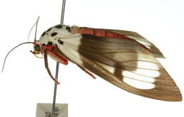 Слика од Amerila nigropunctata Bethune-Baker 1908