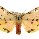 Image of Spilosoma nobilis Turner 1940