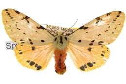 Image of Spilosoma nobilis Turner 1940