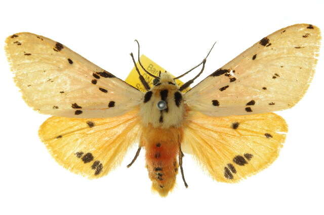 Image de Spilosoma nobilis Turner 1940