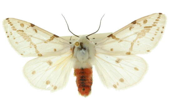 Image of Spilosoma canescens Butler 1875