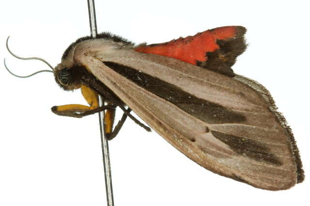 صورة Creatonotos gangis Linnaeus 1763