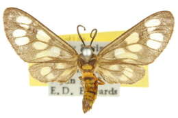 Image of <i>Eressa megalospilia</i>