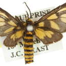 Imagem de <i>Amata orphnaea</i>