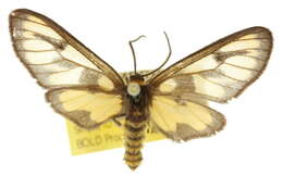 Imagem de <i>Amata orphnaea</i>