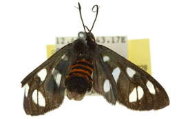 Image of <i>Amata hyalota</i>