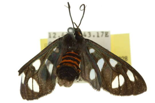 Image of <i>Amata hyalota</i>