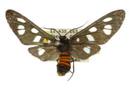 Image of <i>Amata hyalota</i>