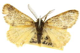 Plancia ëd <i>Euproctis semifusca</i>