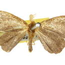 Image of Acyphas fulviceps Walker 1855