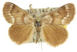 Imagem de Habrophylla retinopepla Lower 1905