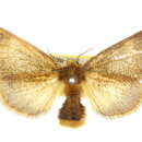 Image of Euproctis stenomorpha Turner 1920