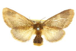 Image of Euproctis stenomorpha Turner 1920