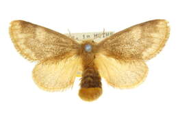 Image of Euproctis stenomorpha Turner 1920