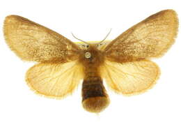 Image of Euproctis stenomorpha Turner 1920