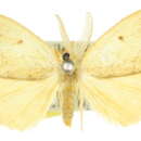 Image of Euproctis aganopa Turner 1920