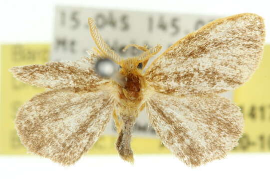 Image de Euproctis pyraustis Meyrick 1891