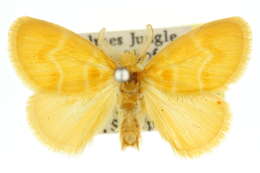 صورة Euproctis epidela Turner 1906