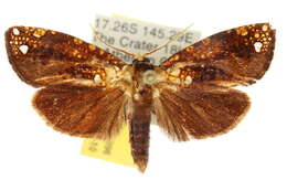 Image of Dudgeoneidae