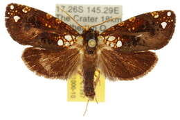 Image of Dudgeonea