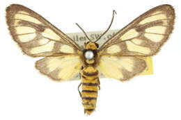 Image of Amata humeralis Butler 1876