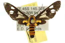 Image of <i>Eressa rhysoptila</i>