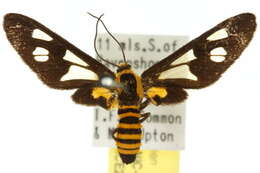 Image of <i>Eressa rhysoptila</i>