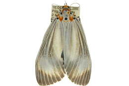 Image of Neochera dominia Walker 1854