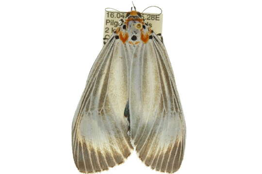 Image of Neochera dominia Walker 1854