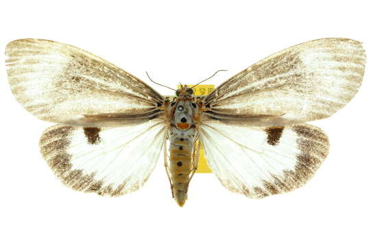 Image of Neochera dominia Walker 1854