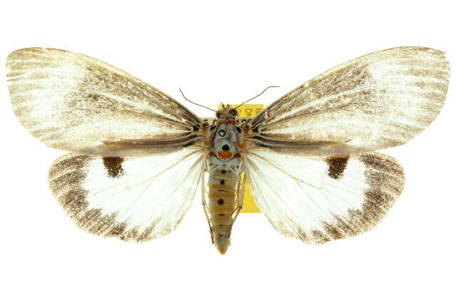 Image of Neochera dominia Walker 1854