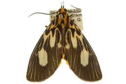 Image of Asota plagiata Walker 1854