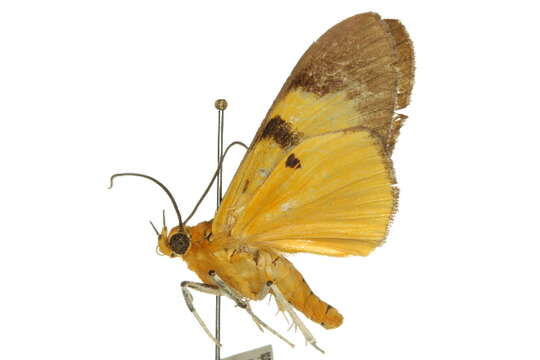 Image of Asota australis Boisduval 1832