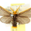Image of Icta fulviceps Walker 1855