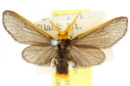 Image of Icta fulviceps Walker 1855