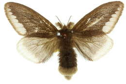 Слика од <i>Euproctis limbalis</i>