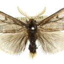 Image of Euproctis niphobola Turner 1902