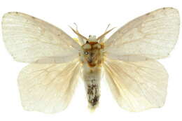 Image of Dura niveus Bethune-Baker 1904