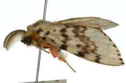 Image of Lymantria antennata Walker 1855