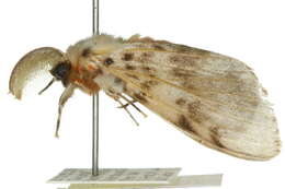 Image of Lymantria antennata Walker 1855