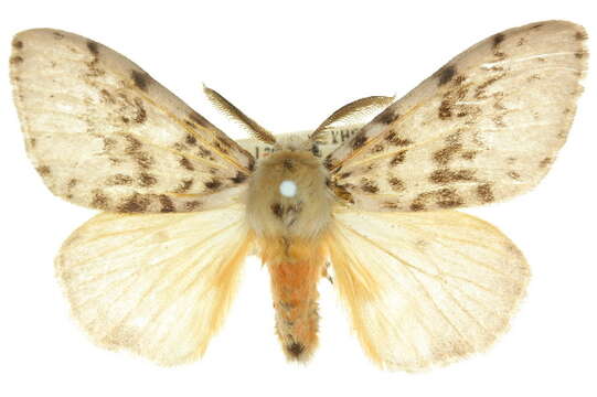 Image of Lymantria antennata Walker 1855