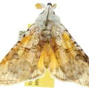 Image of <i>Calliteara pura</i>