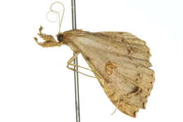 Image of <i>Squamipalpis pantoea</i>