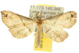 Image of <i>Squamipalpis pantoea</i>