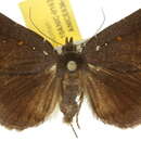 Image of Corethrobela melanophaes Turner 1908